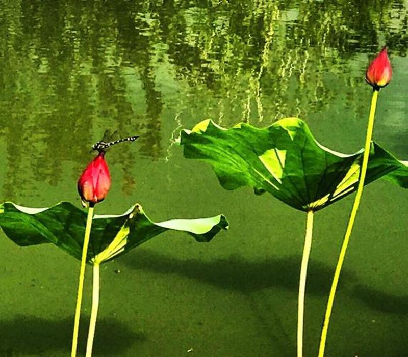 雨后诗意：微波荡漾，荷叶轻摇-第1张图片-铖浩科技
