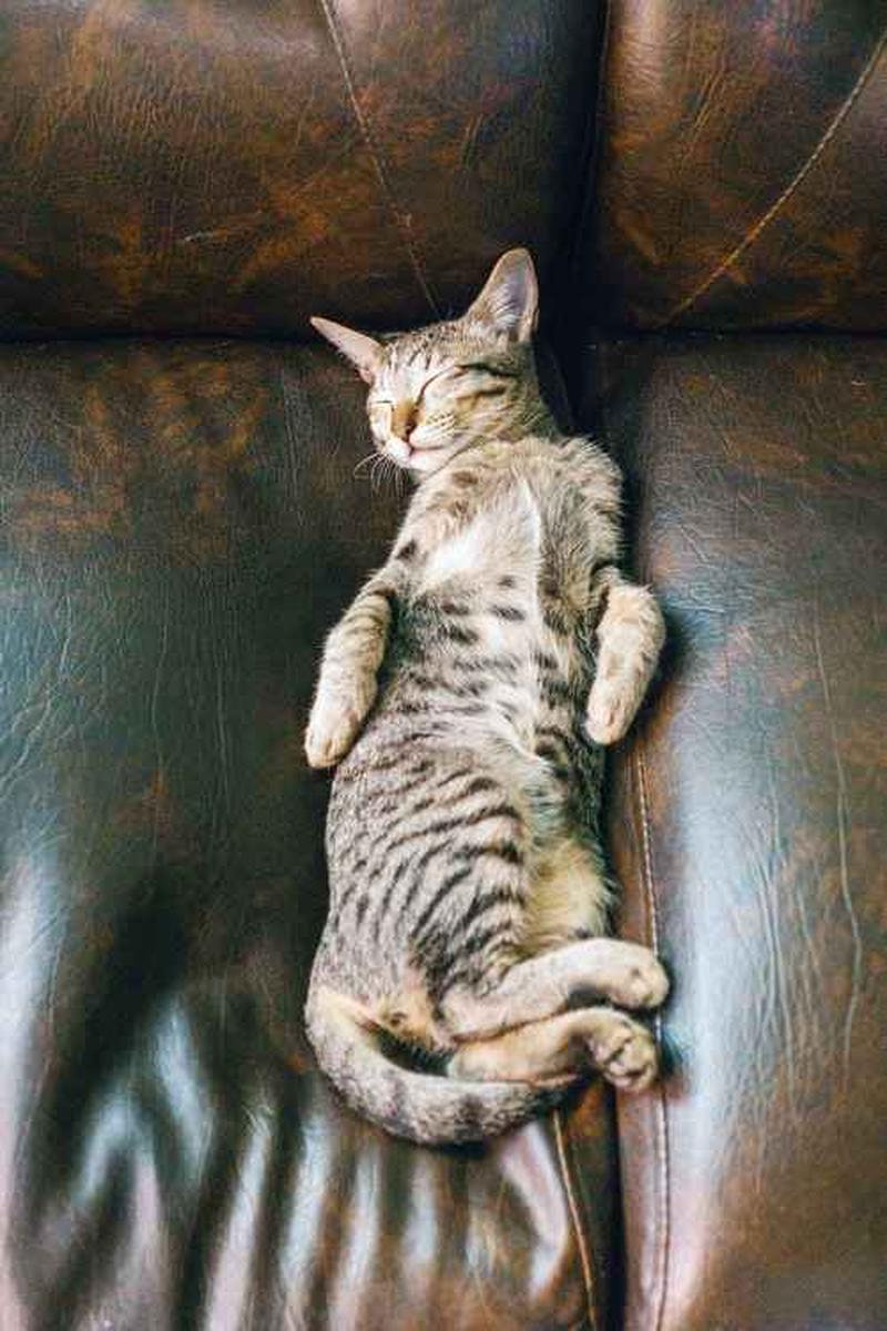 懒猫出没，猫咪睡姿大赏-第1张图片-铖浩科技