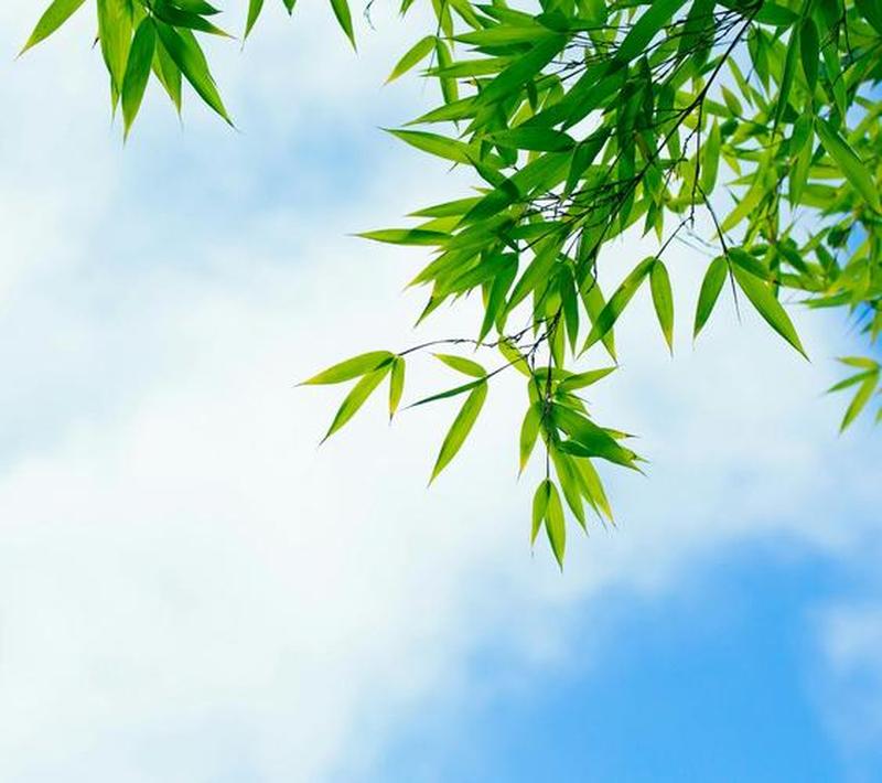 雨后盎然，寄托希望的绿色-第1张图片-铖浩科技