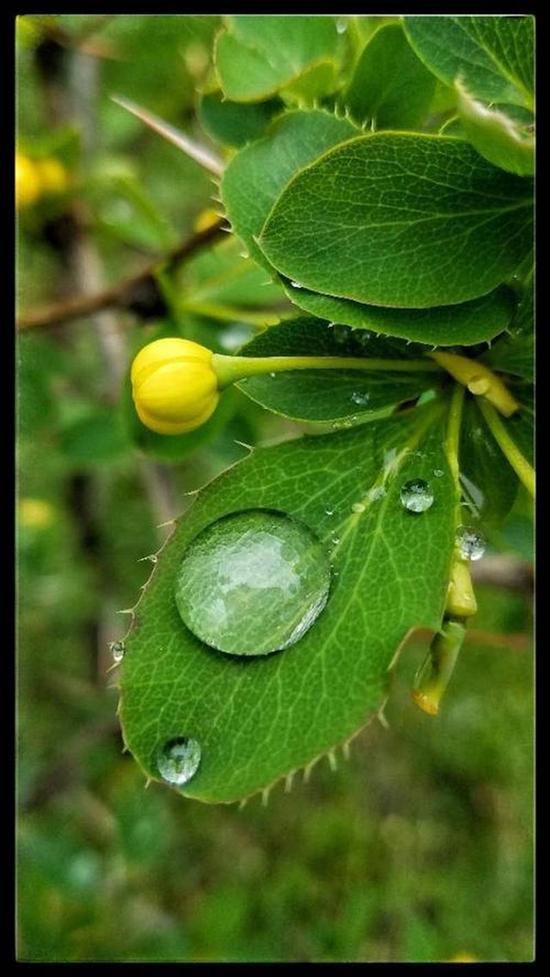 雨后小故事图—雨过天晴 湿草露珠生辉-第1张图片-铖浩科技