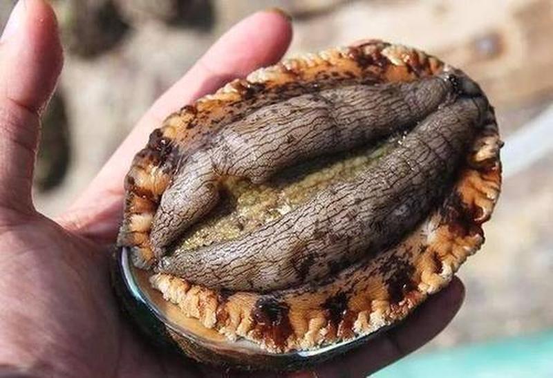 请问鲍鱼是不是真正的鱼—鲍鱼：隐秘的海洋珍宝，还是陆地生物的伪装者-第1张图片-铖浩科技