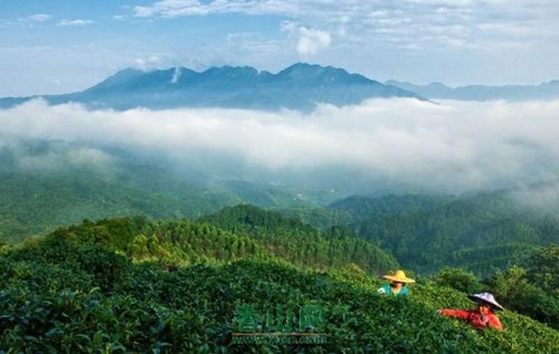 珠海香山网_珠海香山网点睛珠海茶香-第1张图片-铖浩科技
