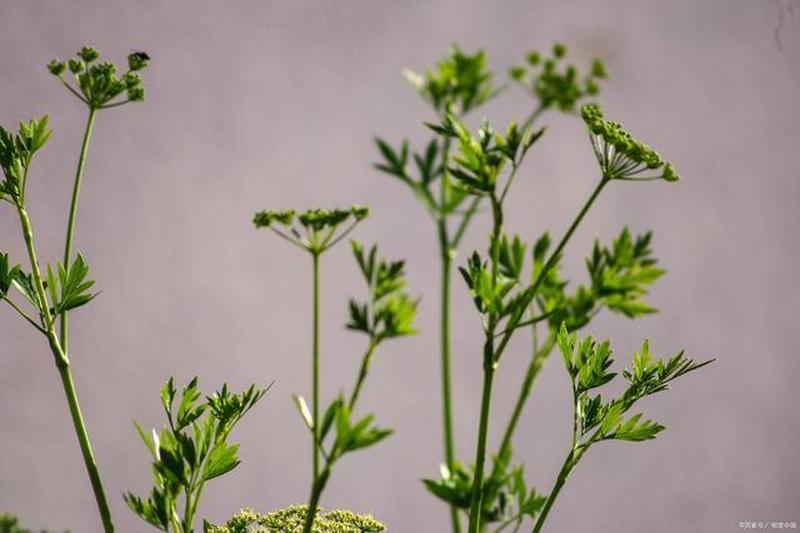 青草气味其实是植物在_青草芬芳：植物自卫的隐秘信号-第1张图片-铖浩科技