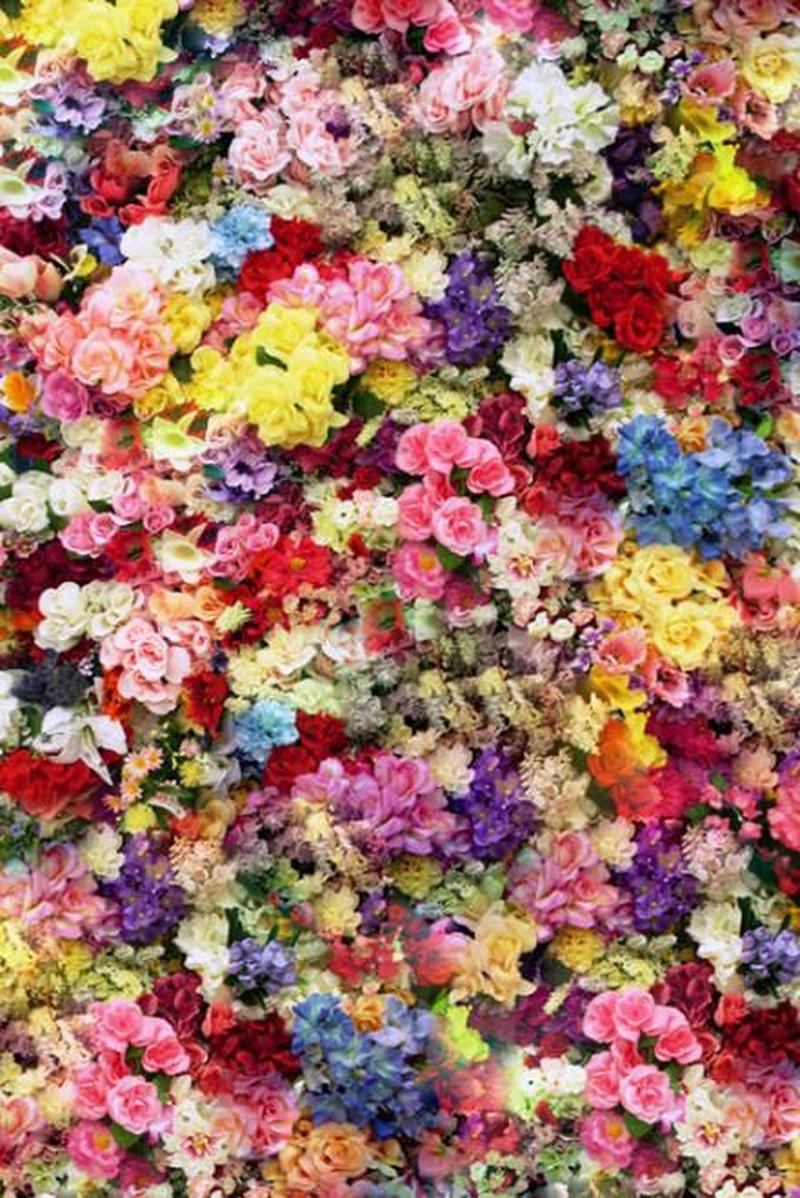 莉莉花园的鲜花盛宴：色彩斑斓的植物天堂-第1张图片-铖浩科技