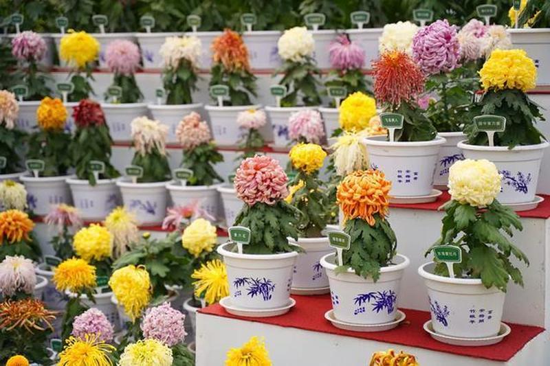 菊花文转换器怎么复制—菊意流转，文采生辉：菊花文创新转换器-第1张图片-铖浩科技