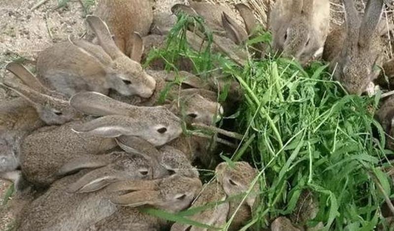 篱笆论坛上海篱笆论坛(上海篱笆：沪上生活大舞台，网友交流乐家园)-第1张图片-铖浩科技
