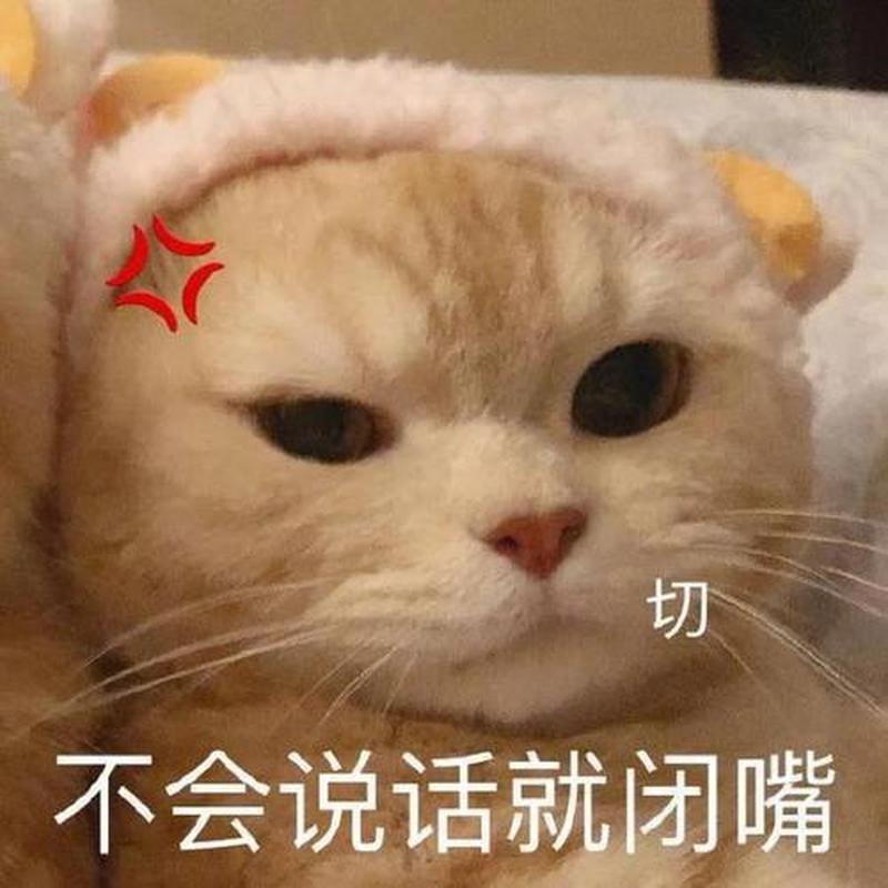 无双猫表情包—无双猫表情包：行走的表情宇宙，萌翻社交流言-第1张图片-铖浩科技