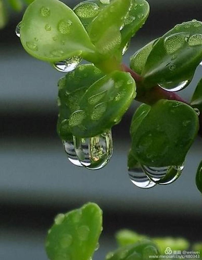 雨滴桌面下载：给你的桌面带来诗情画意-第1张图片-铖浩科技
