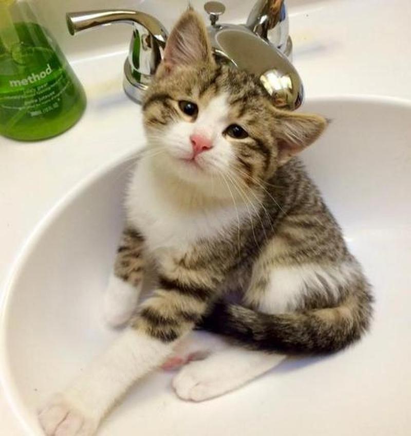 萌度爆表的猫咪图片集锦：治愈你疲惫的心灵-第1张图片-铖浩科技