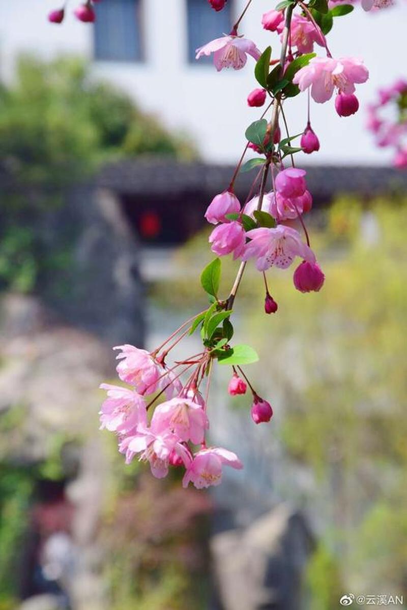 海棠飘香，文化流芳：探寻海棠背后的文化底蕴-第1张图片-铖浩科技