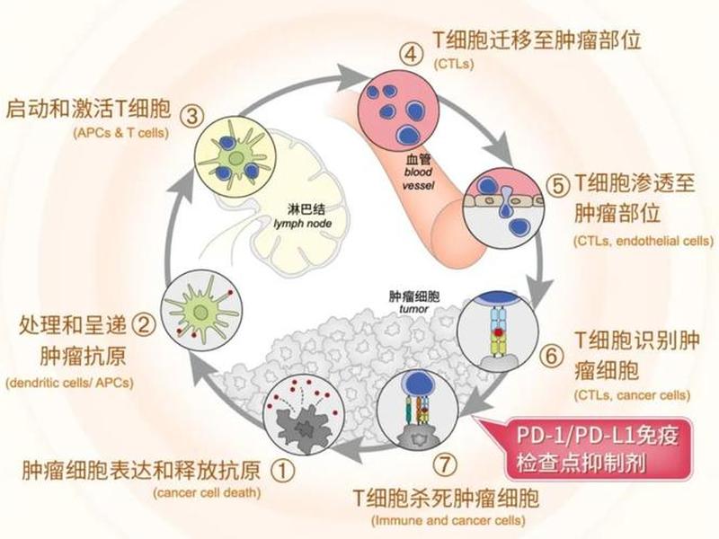 西达本尼：打破PD-1格局的ICILi新革命-第1张图片-铖浩科技