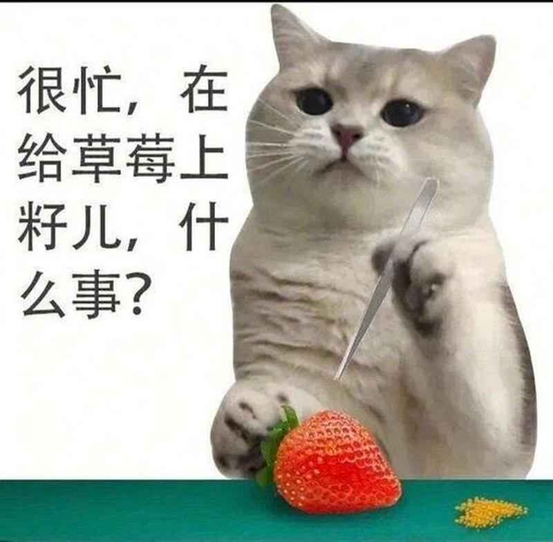 饼干表情包的灵魂拷问：你～要～吗～-第1张图片-铖浩科技