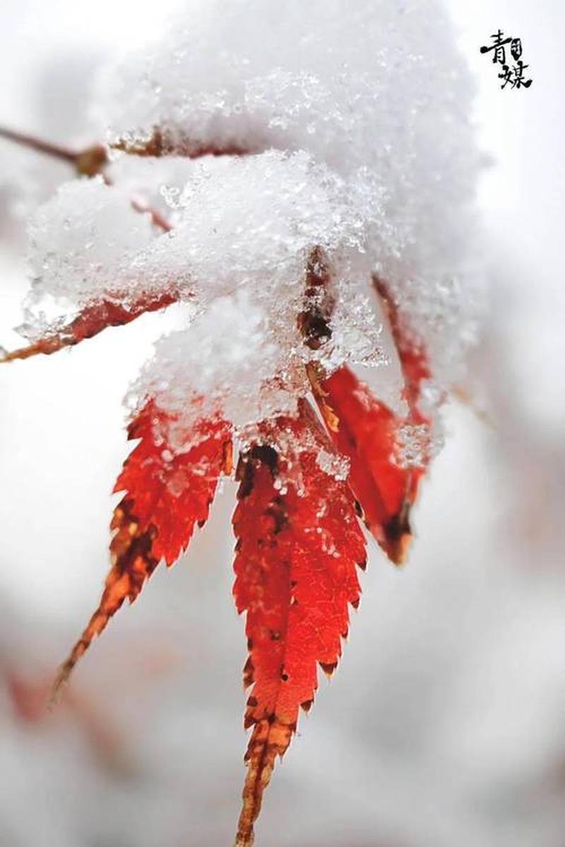 飞雪流年，翻阅时光印记-第1张图片-铖浩科技