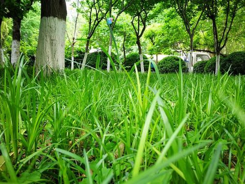 青草视频：天然绿意 *** -第1张图片-铖浩科技
