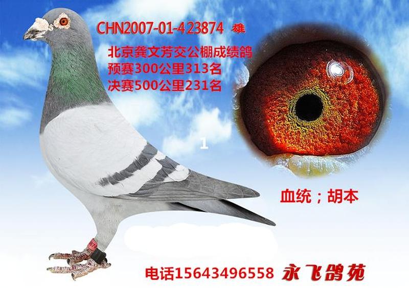 飞鸽2007：智慧沟通，飞跃巅峰-第1张图片-铖浩科技