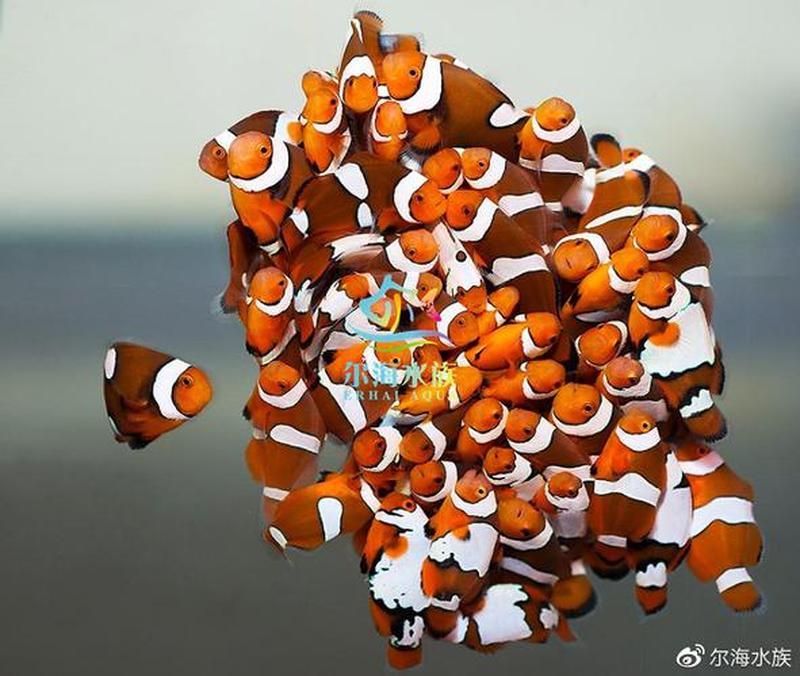 贪吃鱼下载_贪吃鱼极限下载：开启水下狂欢之路-第1张图片-铖浩科技