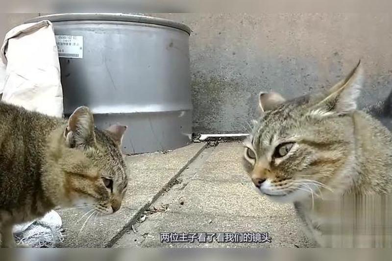 猪兔大战：激战下载场-第1张图片-铖浩科技