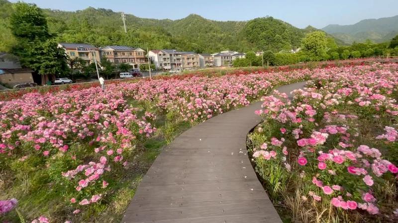 玫瑰小镇伴侣怎(玫瑰小镇里的携手人生)-第1张图片-铖浩科技