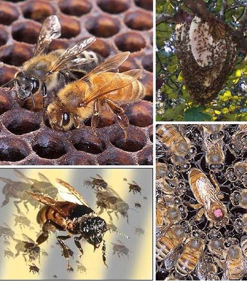 外来物种：入侵者还是生态的馈赠？-第1张图片-铖浩科技