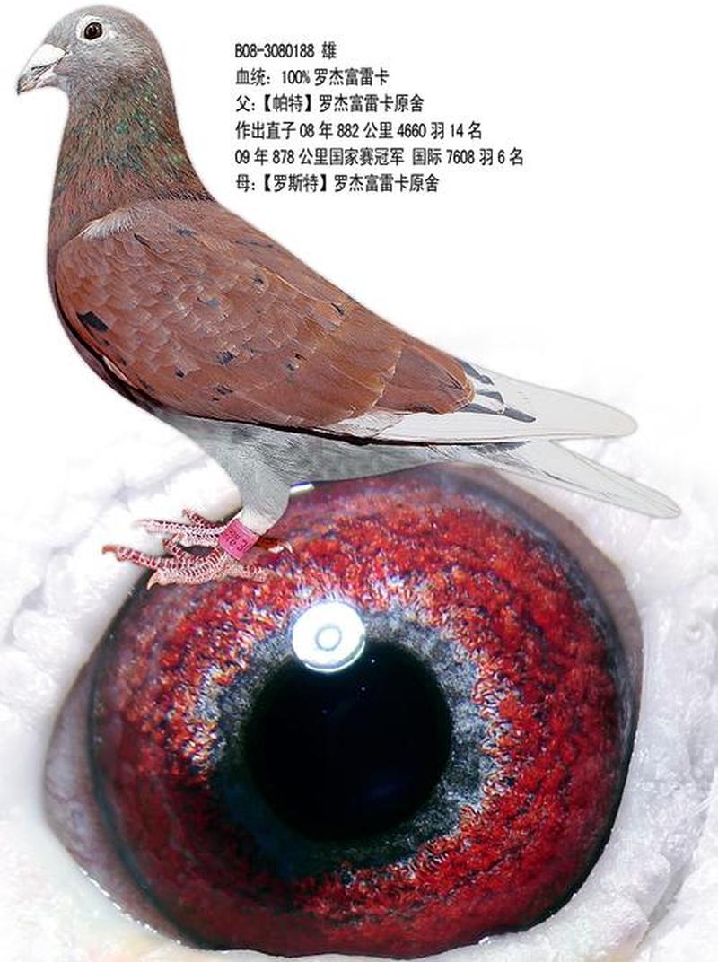 揭开罗杰拍卖印章之谜：寻宝历程大公开-第1张图片-铖浩科技