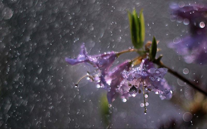雨丝飘零，壁纸诗意-第1张图片-铖浩科技