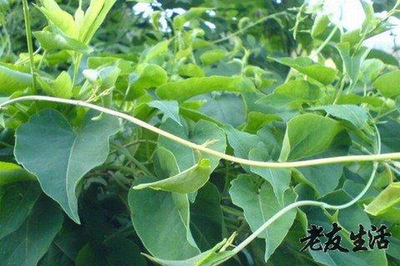 一夜交藤的功效与作用_都市夜色中的邂逅：流光溢彩的一夜寻缘-第1张图片-铖浩科技
