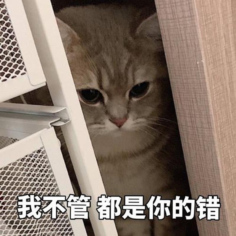 路由器是不是俗称猫—路由器界的喵星人”：揭秘猫”的秘密使命-第1张图片-铖浩科技