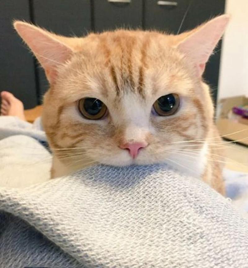 猫咪qq头像(萌猫头像，喵界萌主齐聚一堂)-第1张图片-铖浩科技