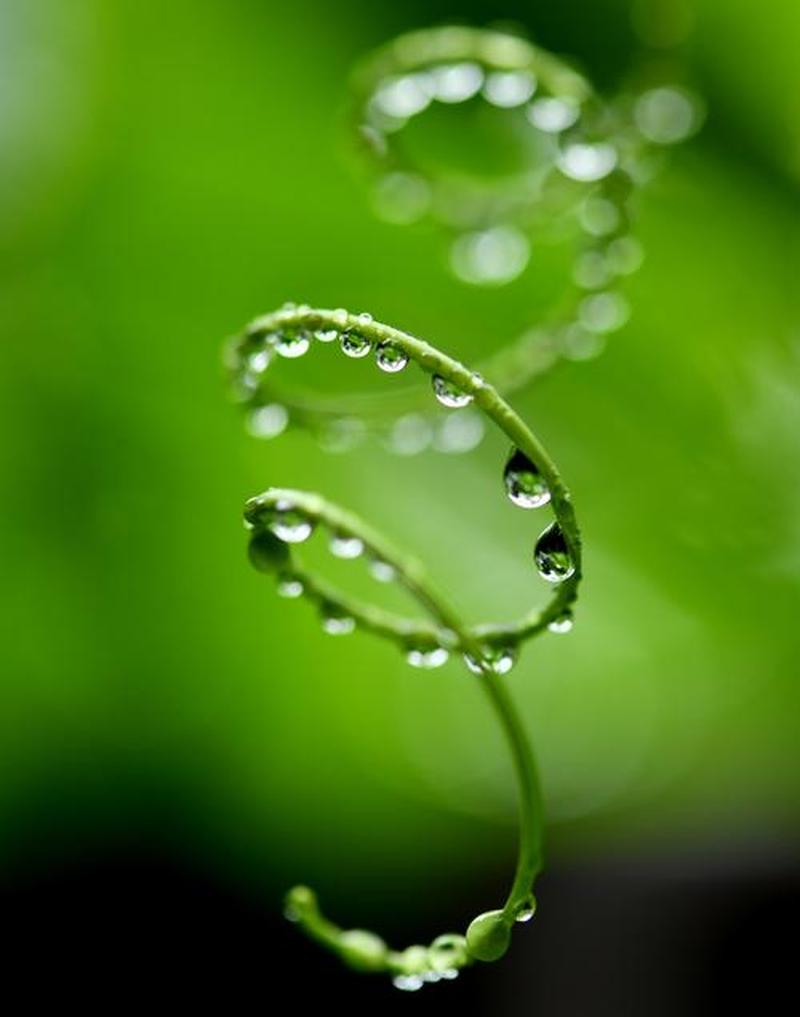 雨滴美化—雨滴的晶莹华章：自然水灵的绝美颂歌-第1张图片-铖浩科技