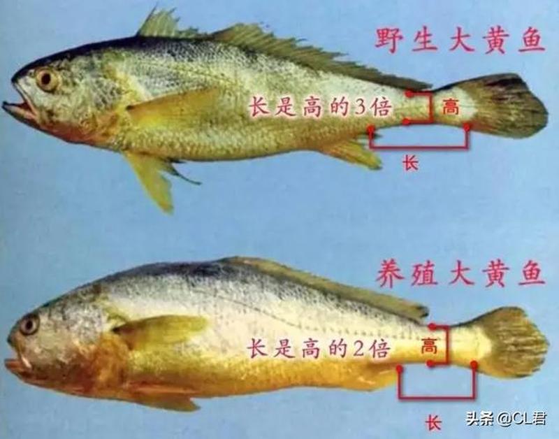 黄金鱼中文版—黄金鱼：穿越时空的奇遇传奇-第1张图片-铖浩科技