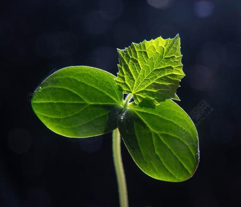 绿色联盟软件下载：绿色安全，随心所欲-第1张图片-铖浩科技