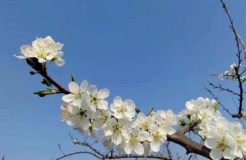 超凡视觉 盛放于掌心：苹果11尺寸探索-第1张图片-铖浩科技