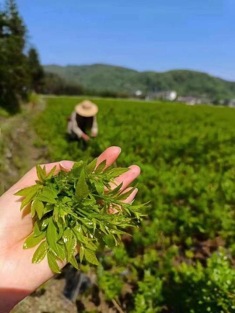 正宗莓茶产地—各地莓茶风味各异，何处茗品更佳？-第1张图片-情感驿站