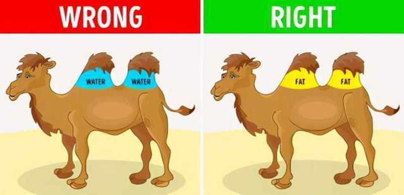 反刍沉思：从咀嚼中获得新见解-第1张图片-情感驿站