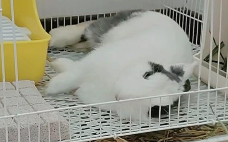 男朋友为什么老是爱吸小兔子_男朋友痴爱小兔子：谜一般的执着-第1张图片-情感驿站