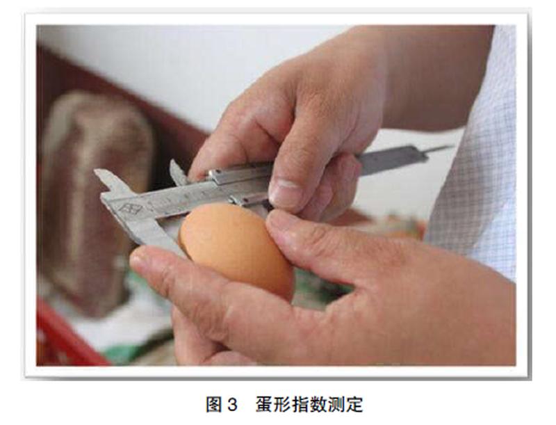 男人的蛋痛指数(男人的两颗宝，藏秘趣事多)-第1张图片-情感驿站