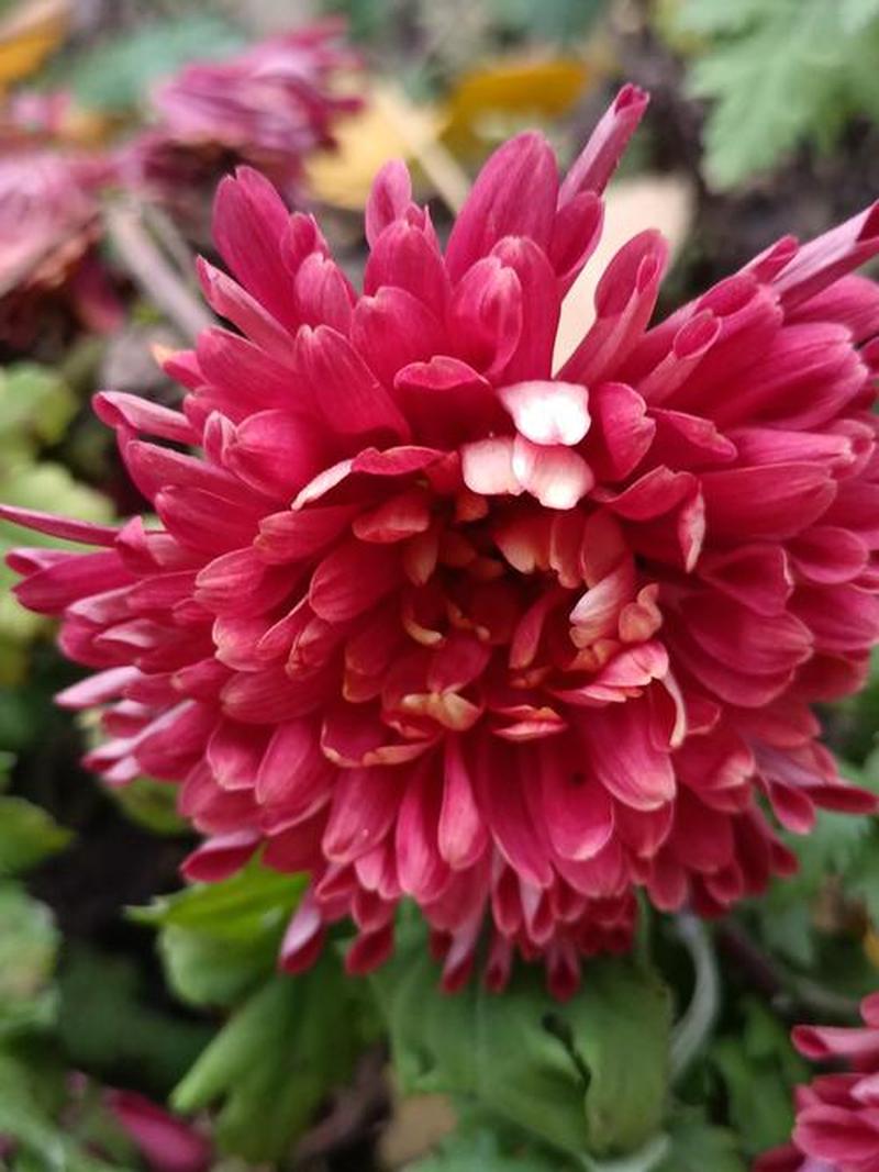 小受菊花被双龙合不拢_两龙齐入绽花蕊，娇菊难合盼春晖-第1张图片-情感驿站