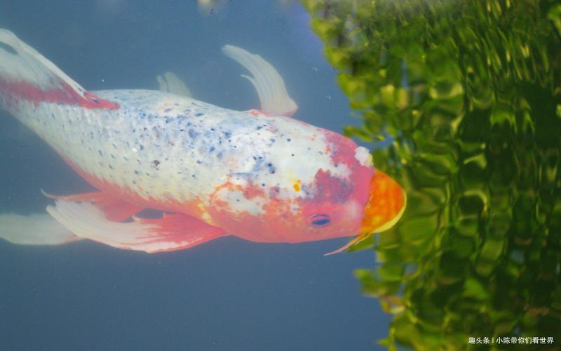 十二星座谁是老大(十二星座谁主沉浮，群星争霸定乾坤)-第1张图片-情感驿站
