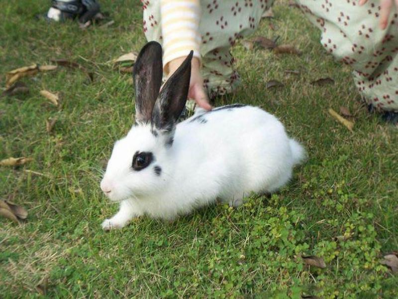 吸兔是什么意思(揭秘吸兔背后的隐喻与社会现象)-第1张图片-情感驿站
