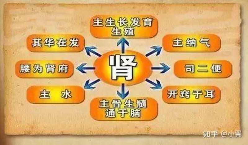 做肾部保养的好处_肾脏健康：焕发活力，长寿之本-第1张图片-情感驿站