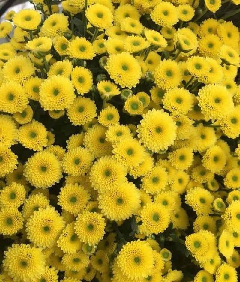 小雏菊女生头像高清图片(花海寻觅小雏菊,探寻她的少女容颜)-第1张图片-情感驿站 小雏菊女生头像高清图片(花海寻觅小雏菊,探寻她的少女容颜)-第1张图片-情感驿站