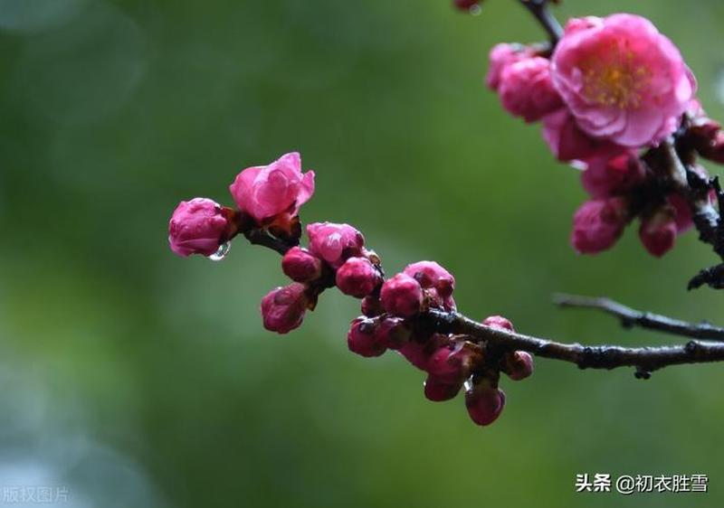 母亲说上环了没事春雨—母语悠然细雨声，上环无碍尽春秋-第1张图片-情感驿站