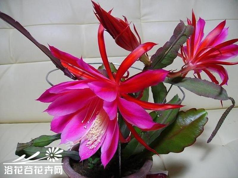 倒莲花的意义—莲花倒插，体式奥妙-第1张图片-情感驿站