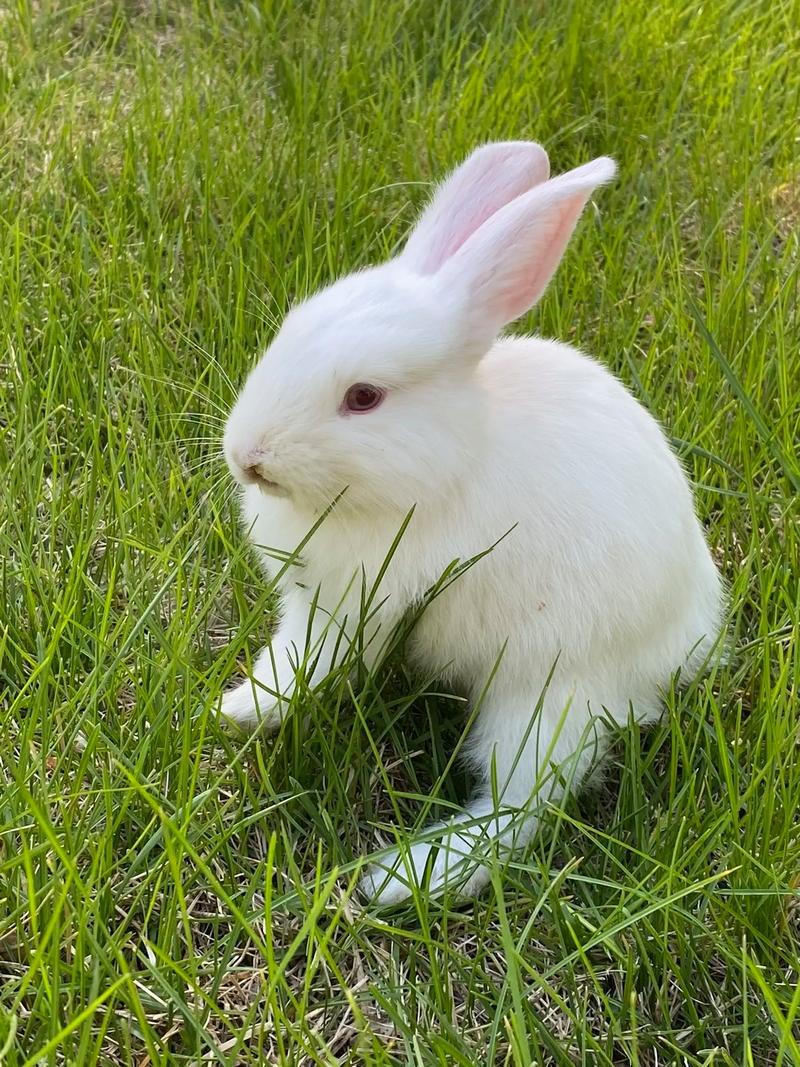 小兔兔经常被吸会有什么变化_小兔频繁任搓揉，体貌性格会有何异动-第1张图片-情感驿站