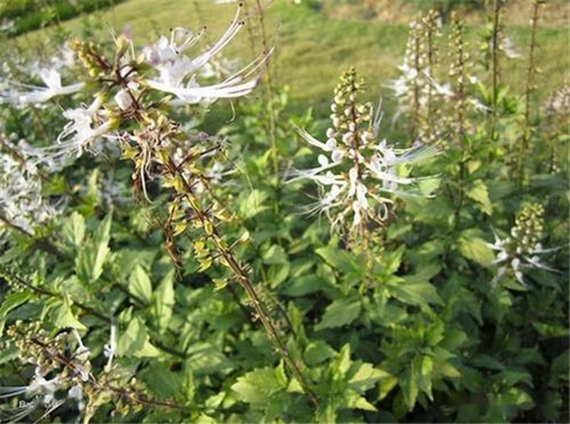 男人喝化石草壮阳吗—揭秘：男人喝化石草壮阳，真相令人意想不到-第1张图片-情感驿站