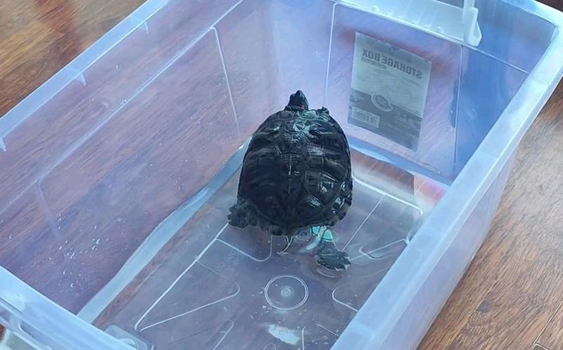 怎么自己降低龟灵敏度_揭秘：自己调低龟灵敏度，让你宠物更自在-第1张图片-情感驿站