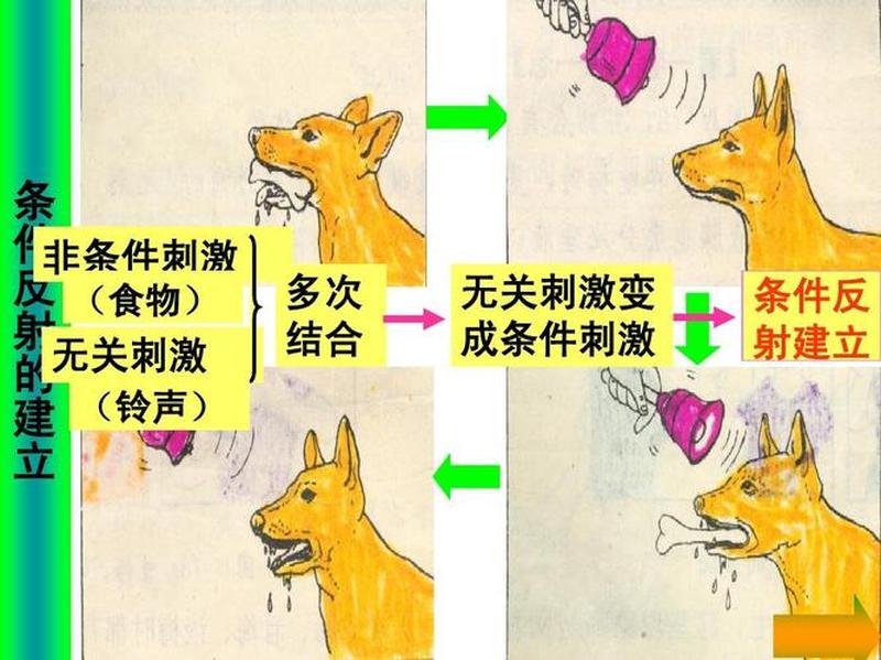 什么是非条件反射吗(非条件反射: *** 和反应的天然联系)-第1张图片-情感驿站 什么是非条件反射吗(非条件反射: *** 和反应的天然联系)-第1张图片-情感驿站