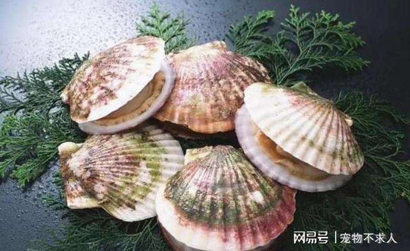 扇贝柔嫩,迈步享用-第1张图片-情感驿站 扇贝柔嫩,迈步享用-第1张图片-情感驿站