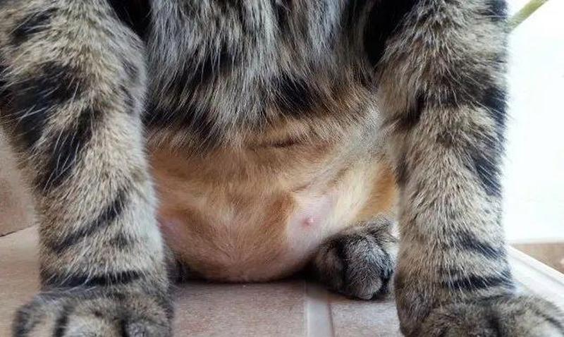  *** 是什么( *** 的百变面孔：揭秘猫咪尾巴的奥秘)-第1张图片-情感驿站