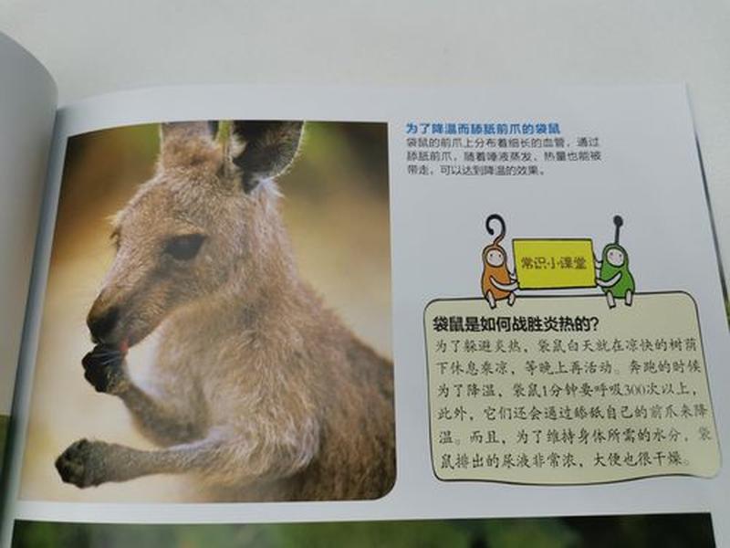 所有的袋鼠(袋鼠家族中沉默的大多数：揭秘非袋熊物种的秘密生活)-第1张图片-情感驿站